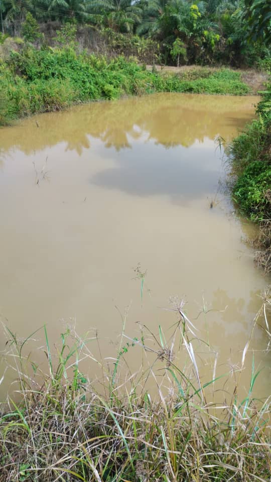 DURIAN FARM NEGERI SEMBILAN 5 LOT total by Edmond - photo 6