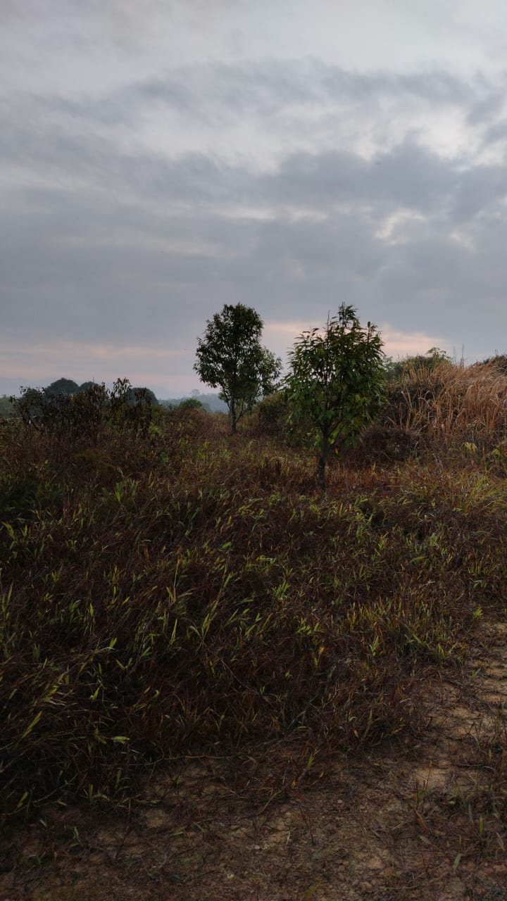 Simpang Pertang Freehold Agriculture Land For Sale - photo 5