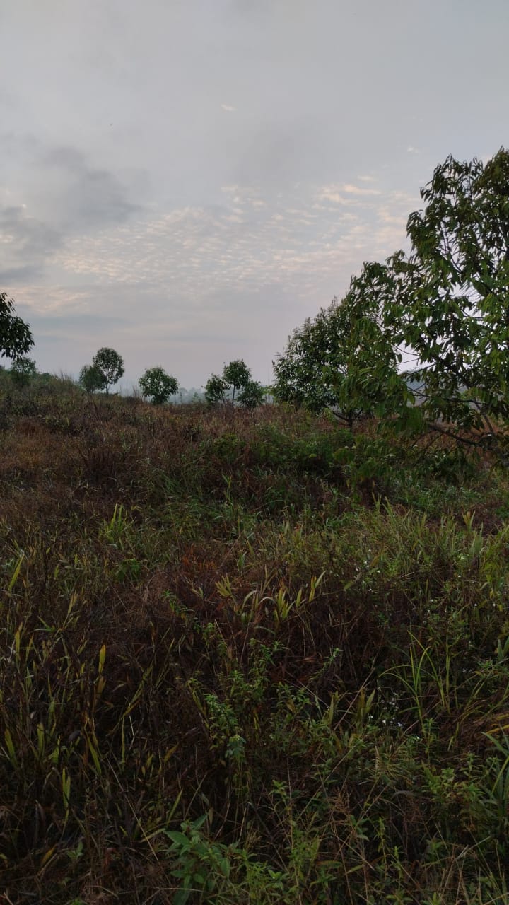 Simpang Pertang Freehold Agriculture Land For Sale - photo 6