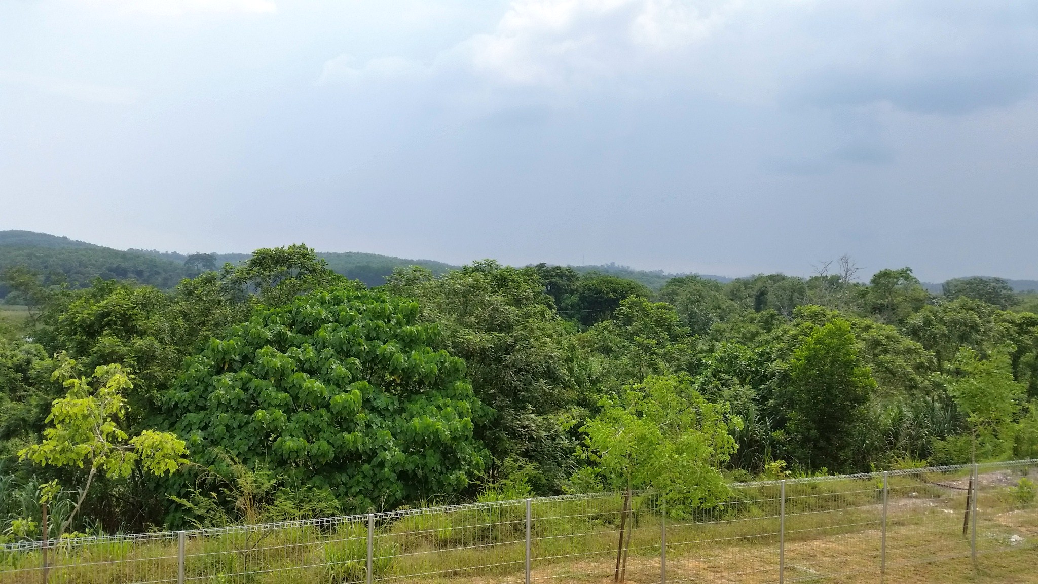 Double Sty Corner Egreta Forest View Saujana - photo 5