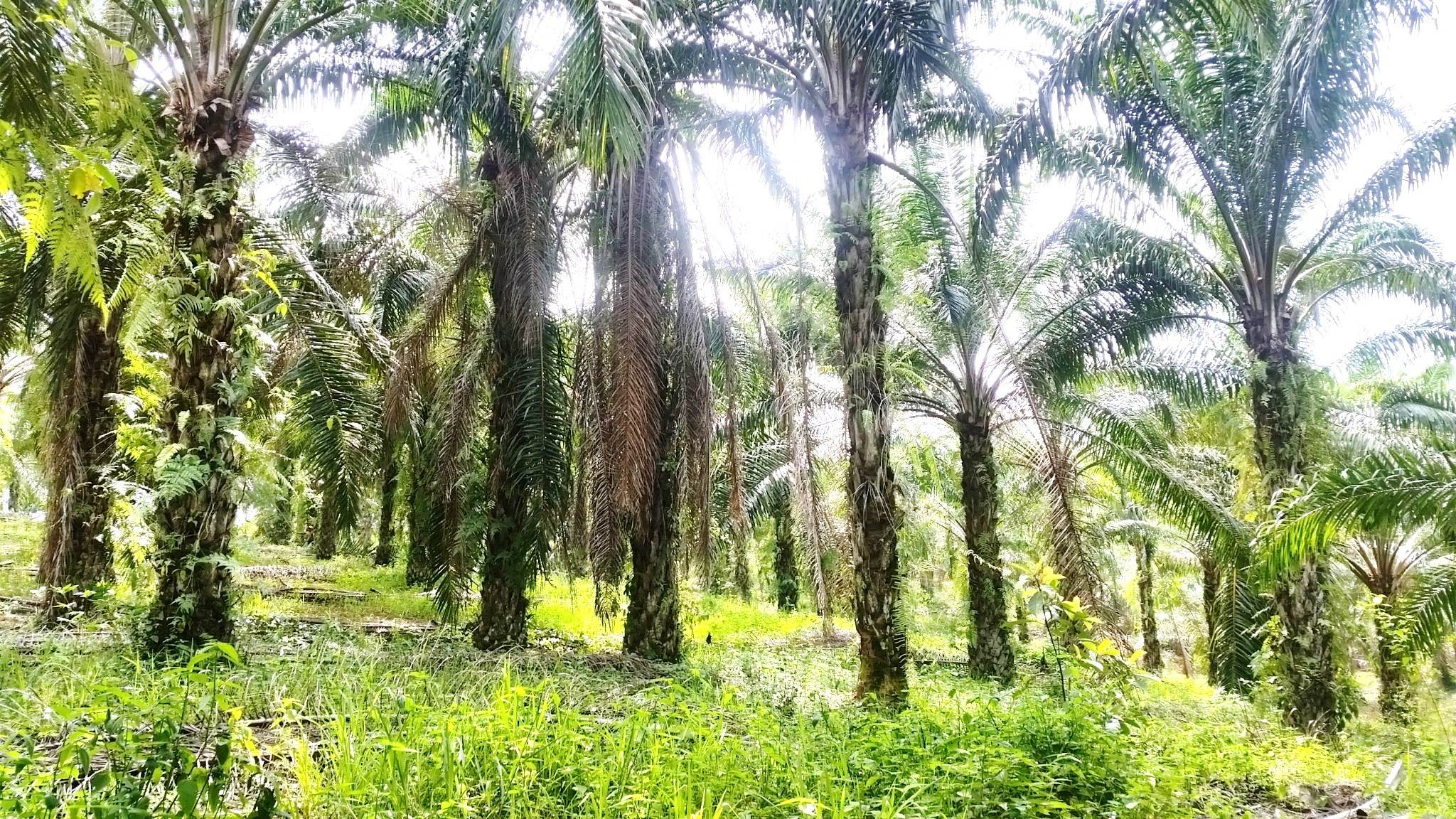 Dusun Land Sungai Ular Kuala Lipis - photo 3