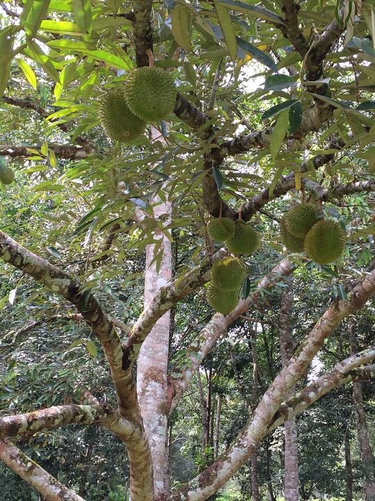 Dusun Land Sungai Ular Kuala Lipis - photo 2