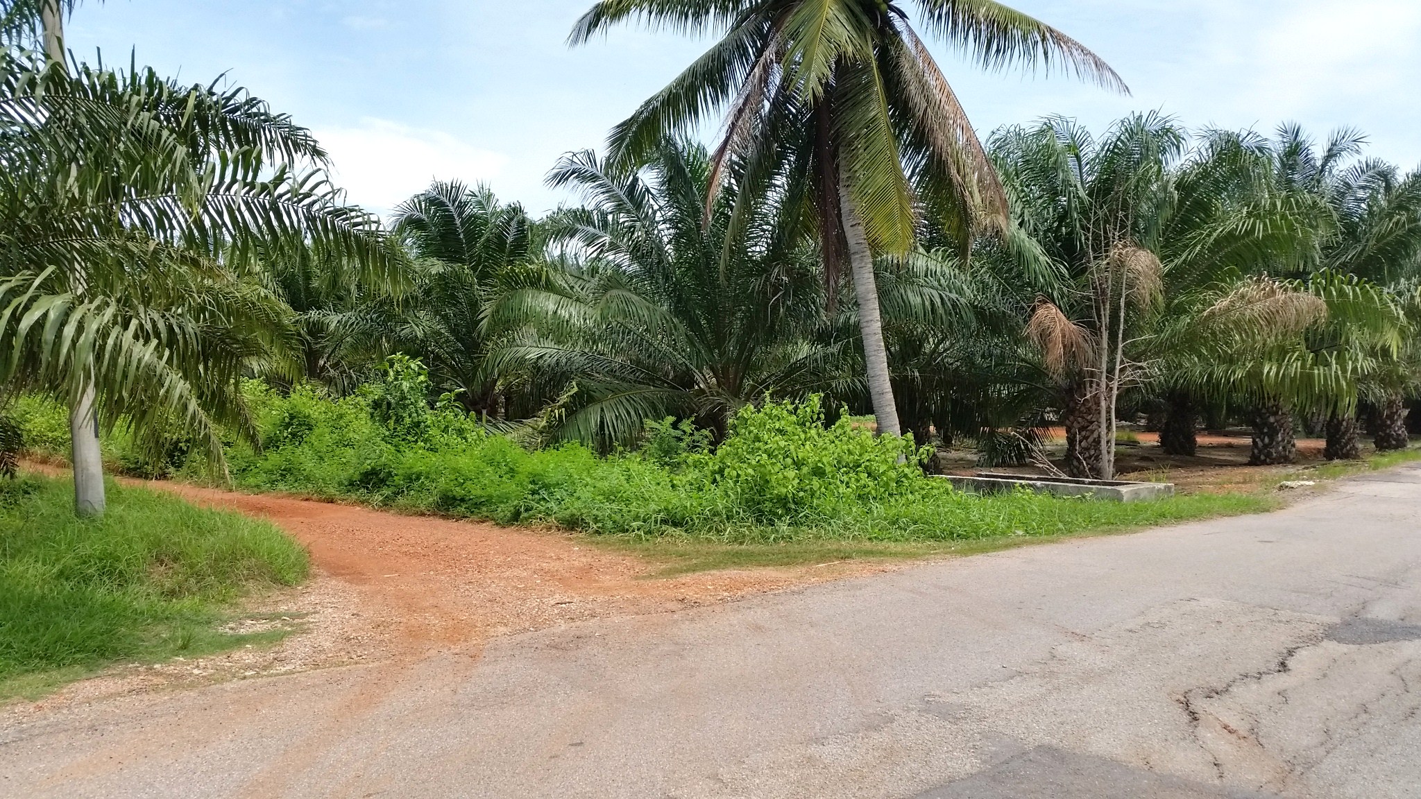 2Acres Agricultural Land Sungai Yu Kuala Selangor - photo 4