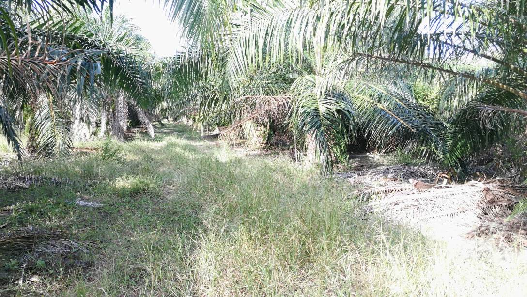 1Acre 4yrs Oil Palm Land Api Api Kuala Selangor - photo 2