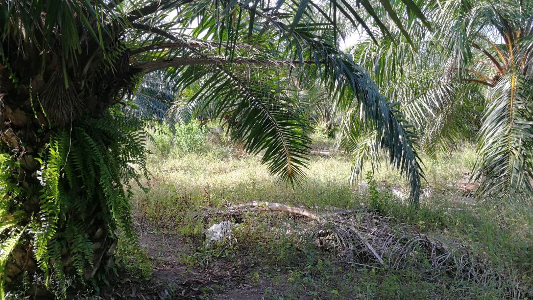 1Acre 4yrs Oil Palm Land Api Api Kuala Selangor - photo 3