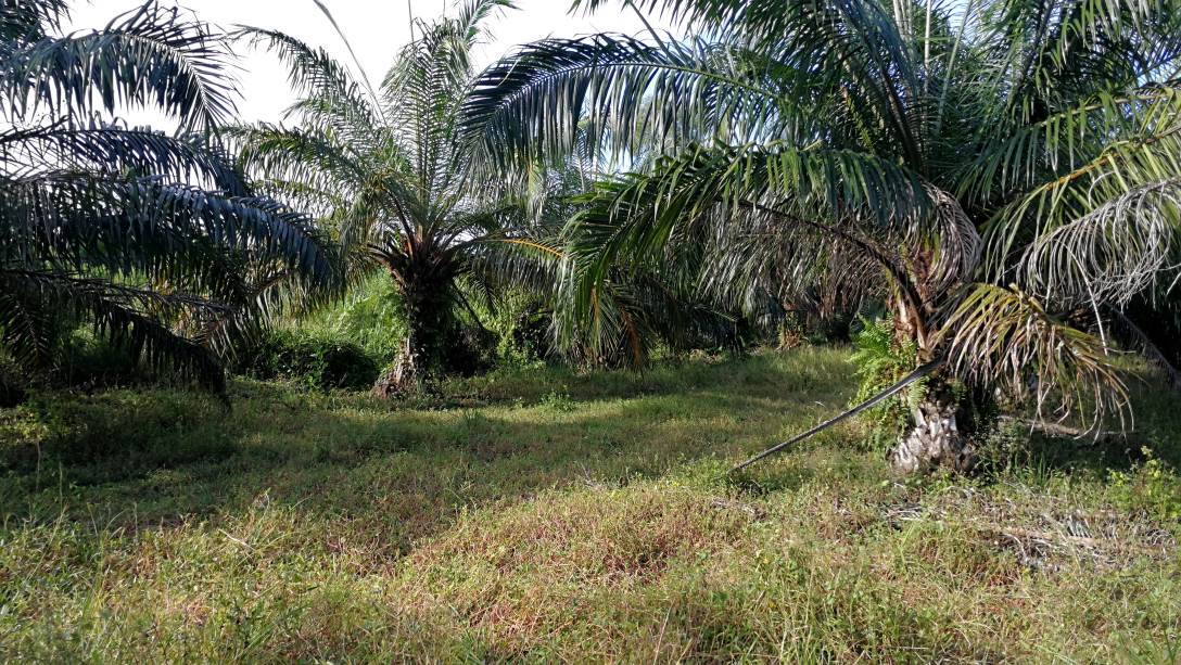 1Acre 4yrs Oil Palm Land Api Api Kuala Selangor - photo 7