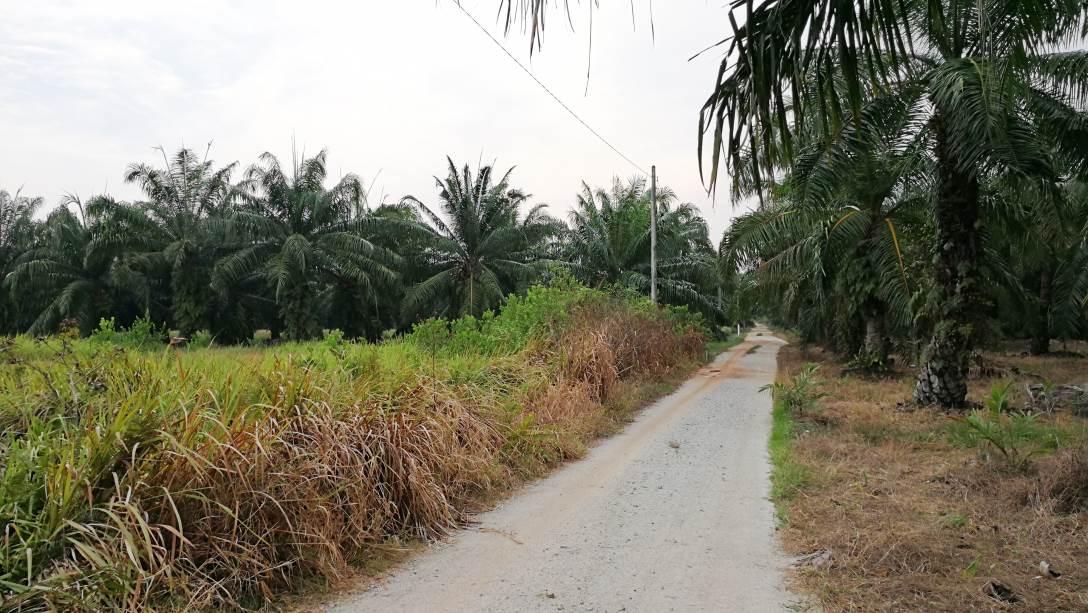 1Acre 4yrs Oil Palm Land Api Api Kuala Selangor - photo 4