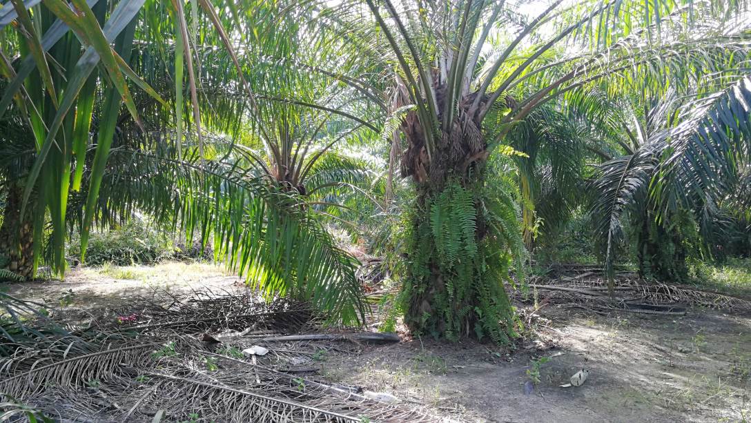 1Acre 6yrs Oil Palm Land Api Api Kuala Selangor - photo 2