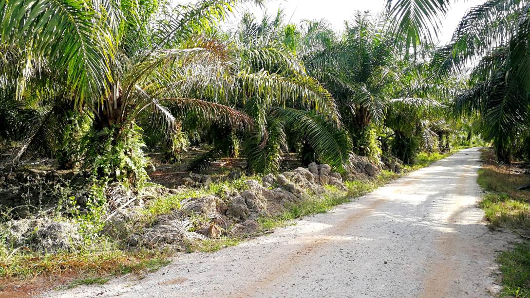 1Acre 6yrs Oil Palm Land Api Api Kuala Selangor - photo 3