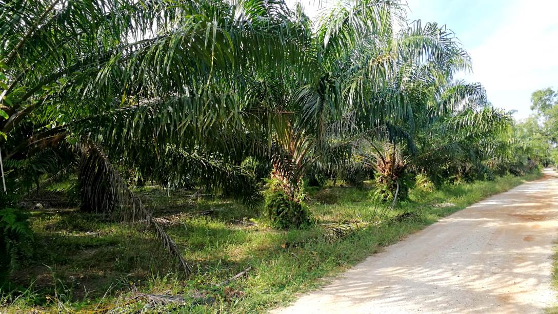 1Acre 6yrs Oil Palm Land Api Api Kuala Selangor - photo 4