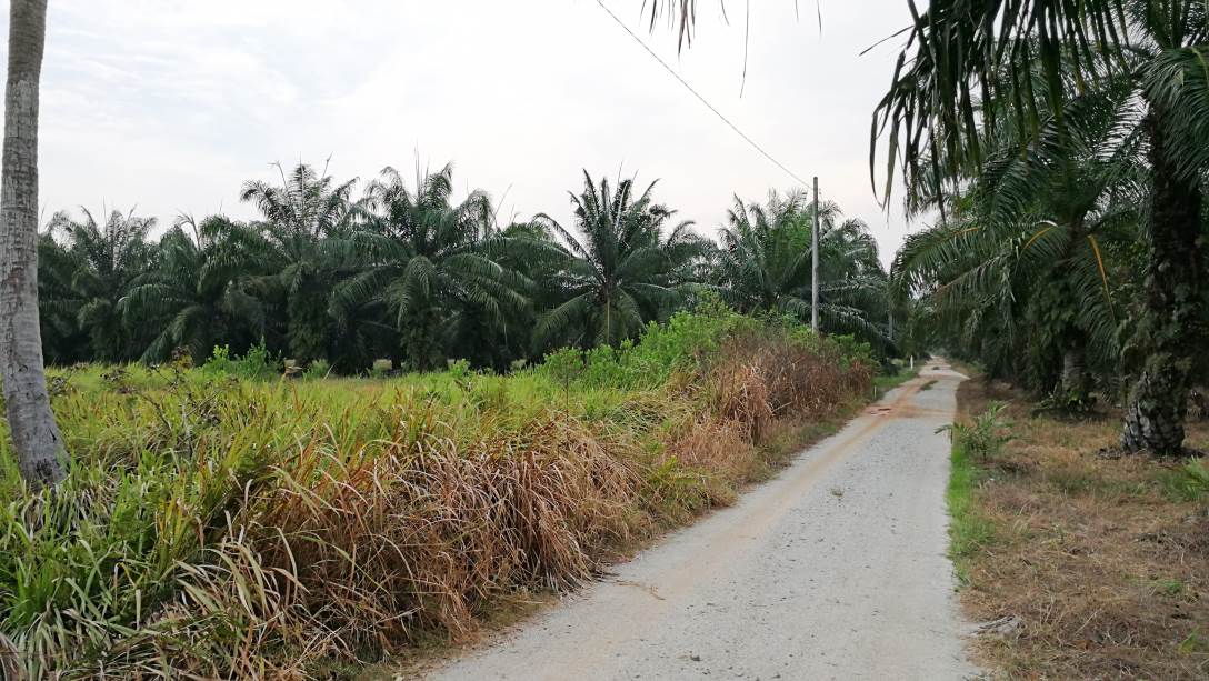 1Acre 6yrs Oil Palm Land Api Api Kuala Selangor - photo 5