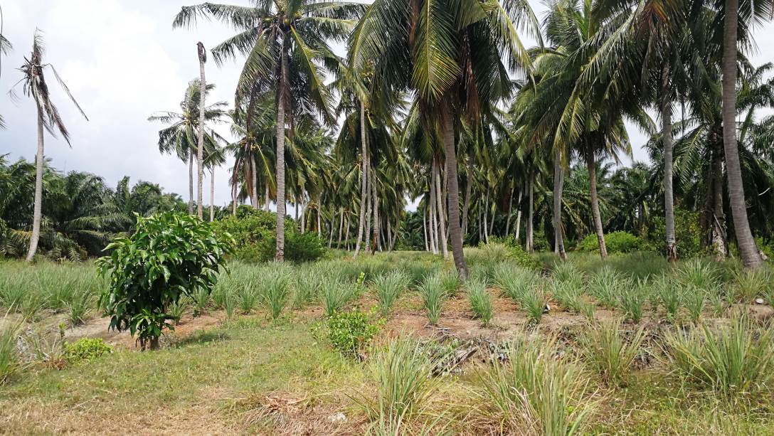 1Acre Bumi Lot Api Api Kuala Selangor - photo 8
