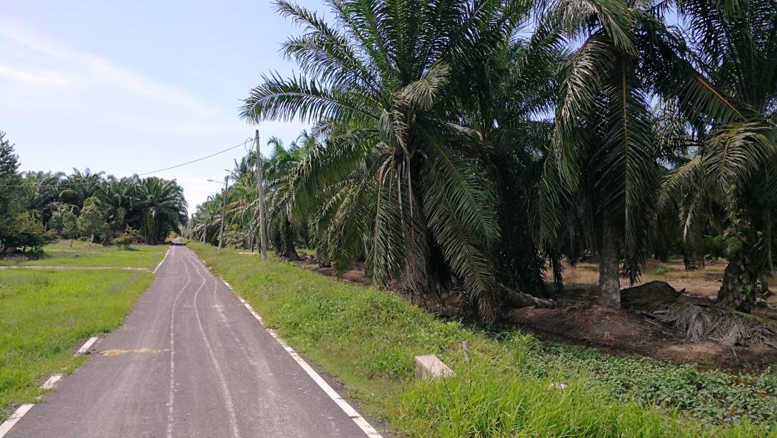 5Acre Coconut Land Parit Serong Tanjung Karang Kua - photo 4
