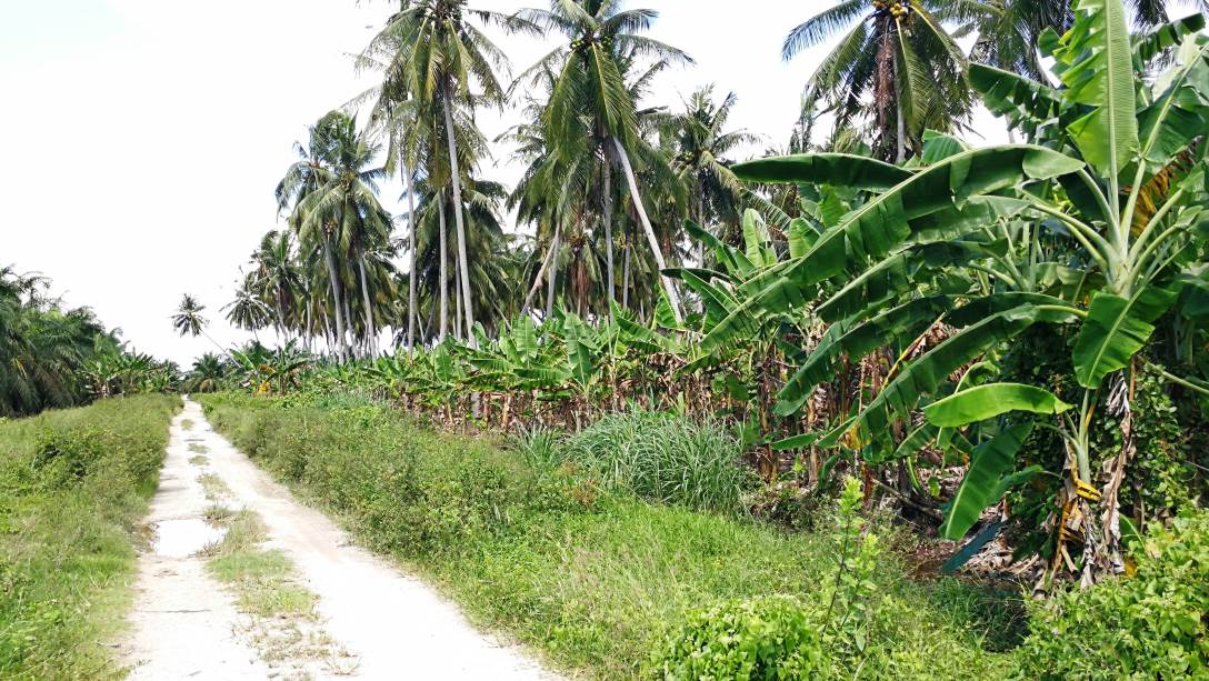 5Acre Coconut Land Parit Serong Tanjung Karang Kua - photo 5