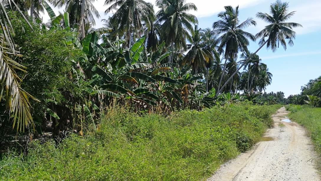 5Acre Coconut Land Parit Serong Tanjung Karang Kua - photo 6