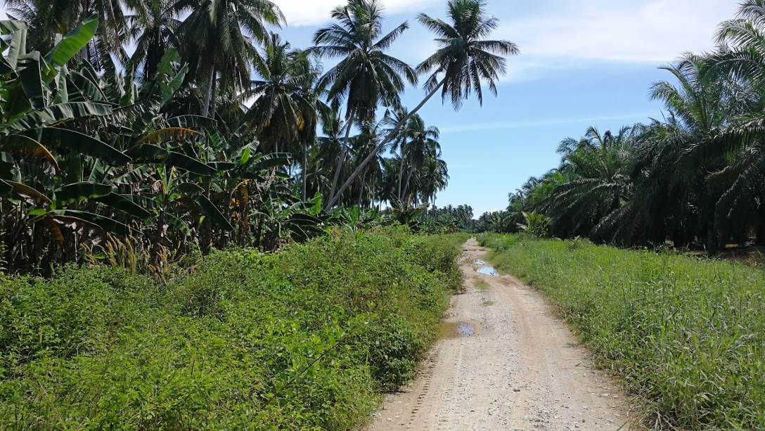 5Acre Coconut Land Parit Serong Tanjung Karang Kua - photo 7