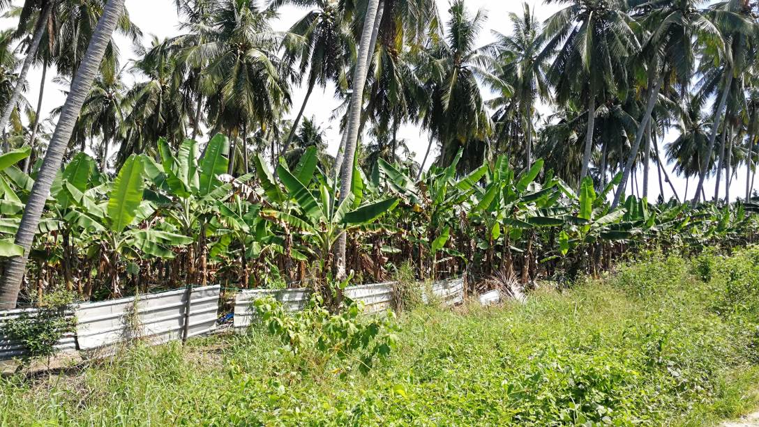5Acre Coconut Land Parit Serong Tanjung Karang Kua - photo 8