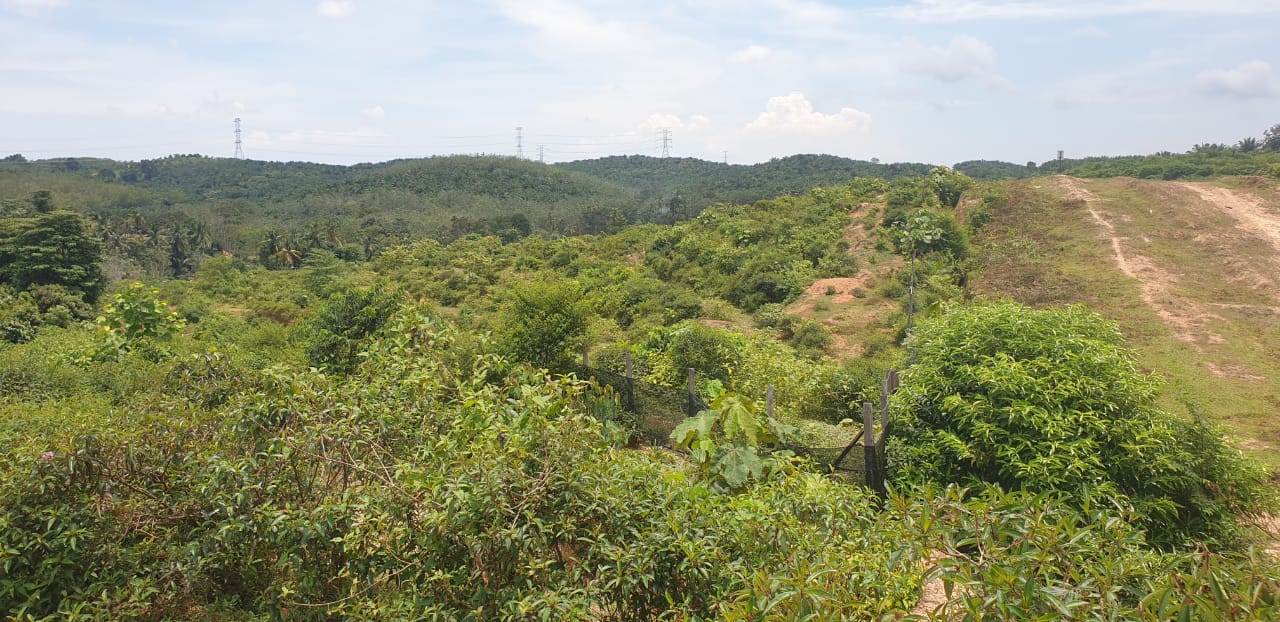 80 Acre Agriculture Land Lubok China Melaka - photo 8