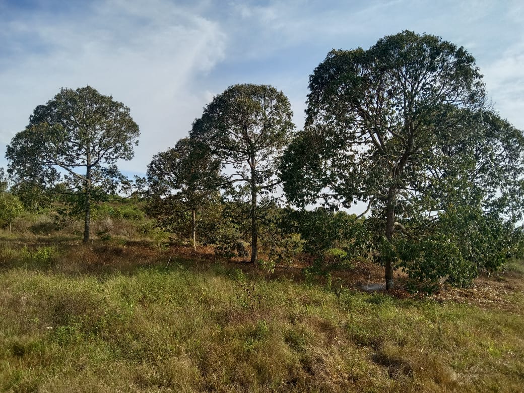 6Acre Durian Farm Simpang Pertang Jelebu - photo 12