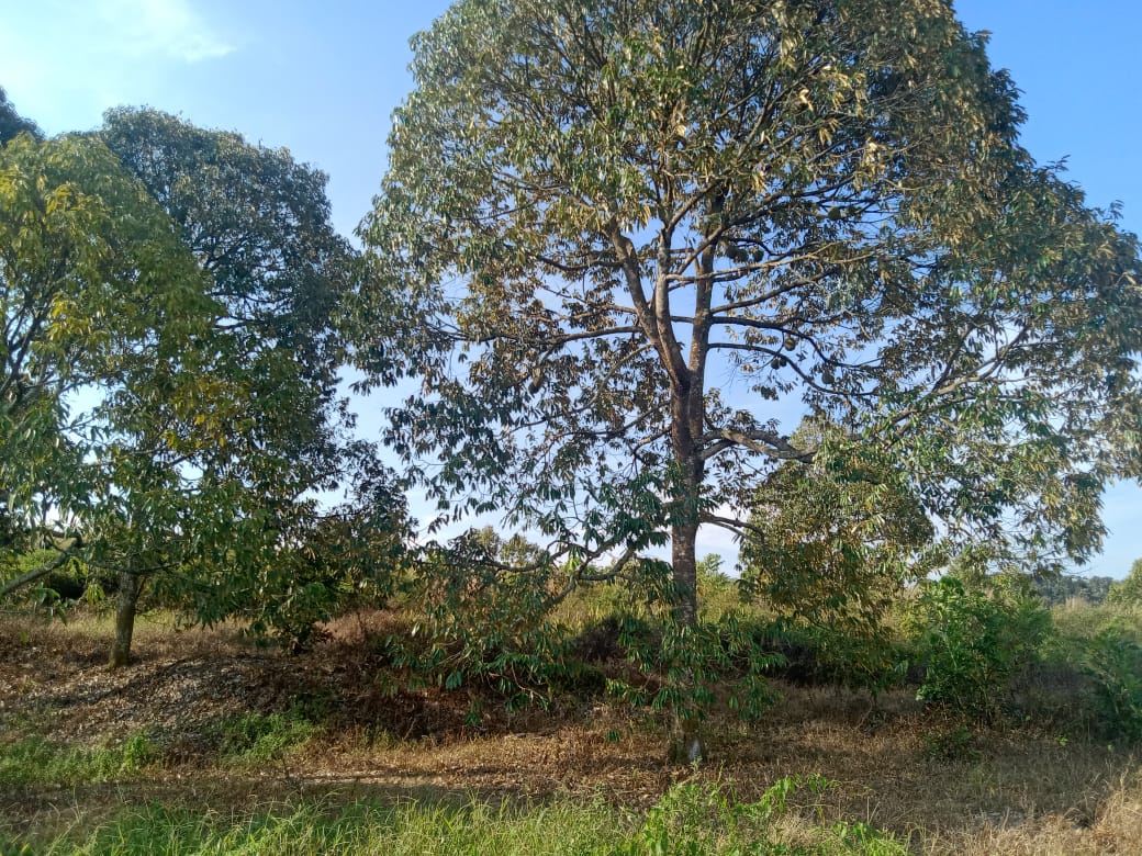 6Acre Durian Farm Simpang Pertang Jelebu - photo 13