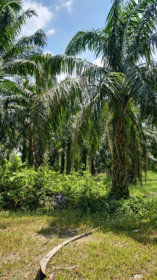 Four Acres Agriculture Land Batang Berjuntai - photo 7