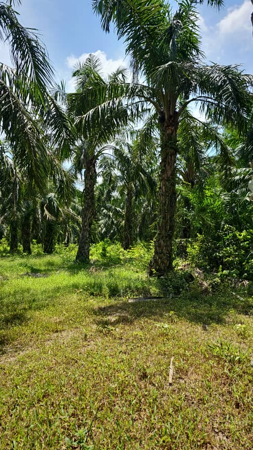 Four Acres Agriculture Land Batang Berjuntai - photo 8