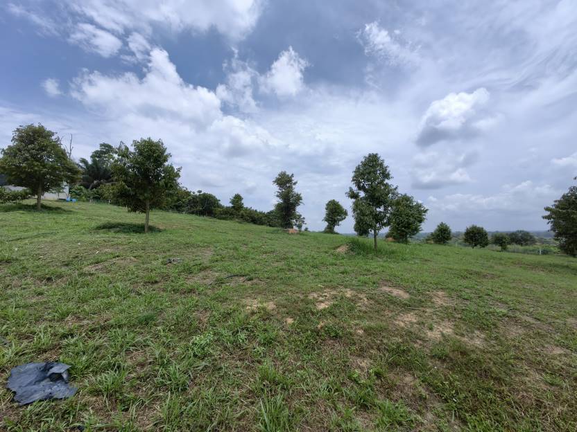 1Acre Durian Farm Bestari Jaya Kuala Selangor - photo 2