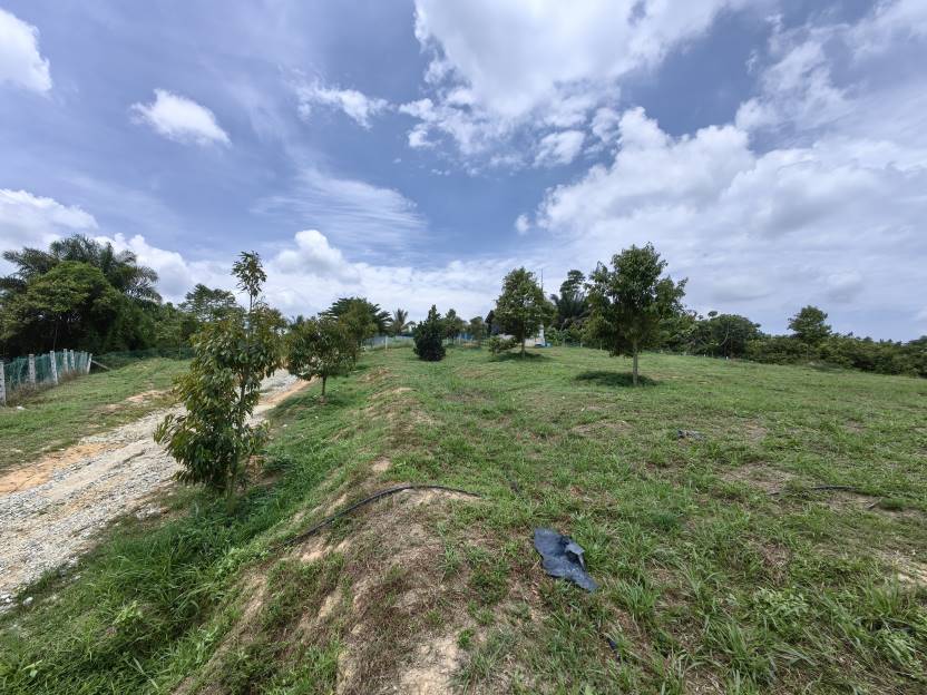 1Acre Durian Farm Bestari Jaya Kuala Selangor - photo 3