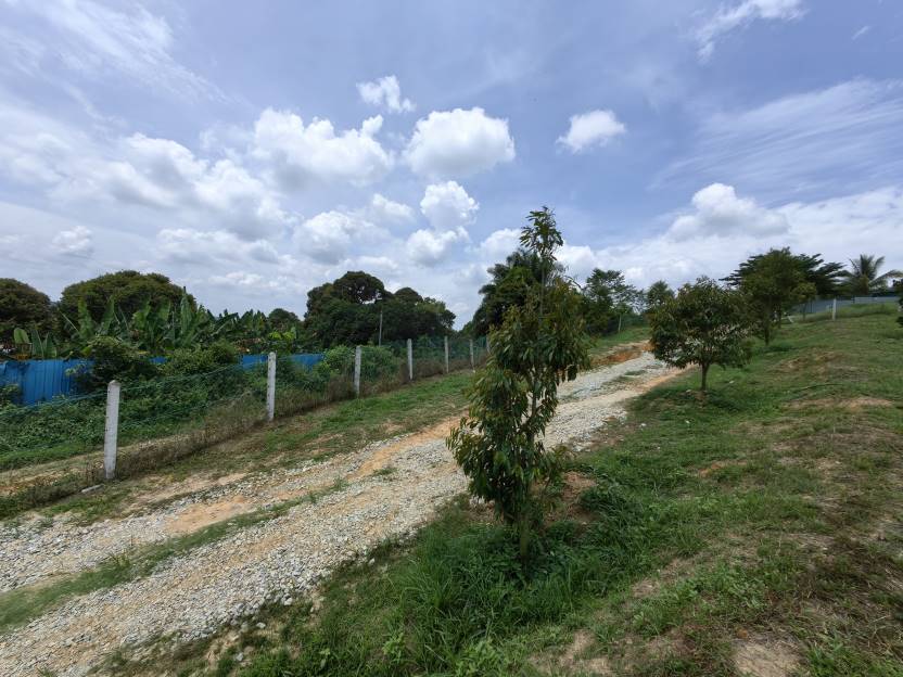 1Acre Durian Farm Bestari Jaya Kuala Selangor - photo 4