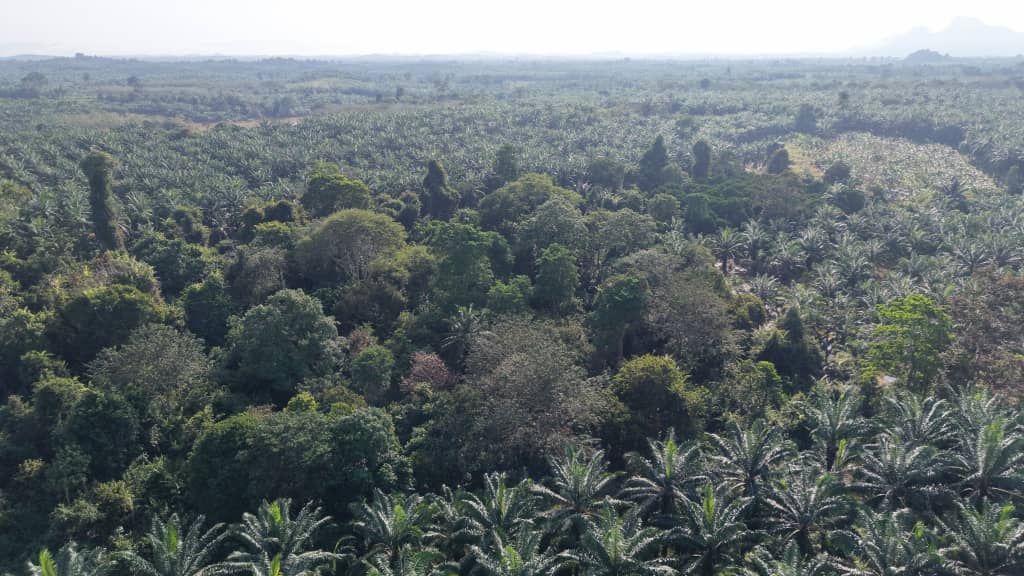 5 Acres Freehold Agriculture Kuala Krau Temerloh - photo 2