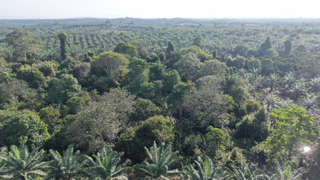 5 Acres Freehold Agriculture Kuala Krau Temerloh - photo 3