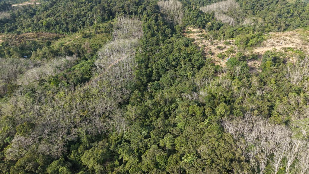 2 Acres Agriculture Land Bandar Kuala Lipis Kechau - photo 2
