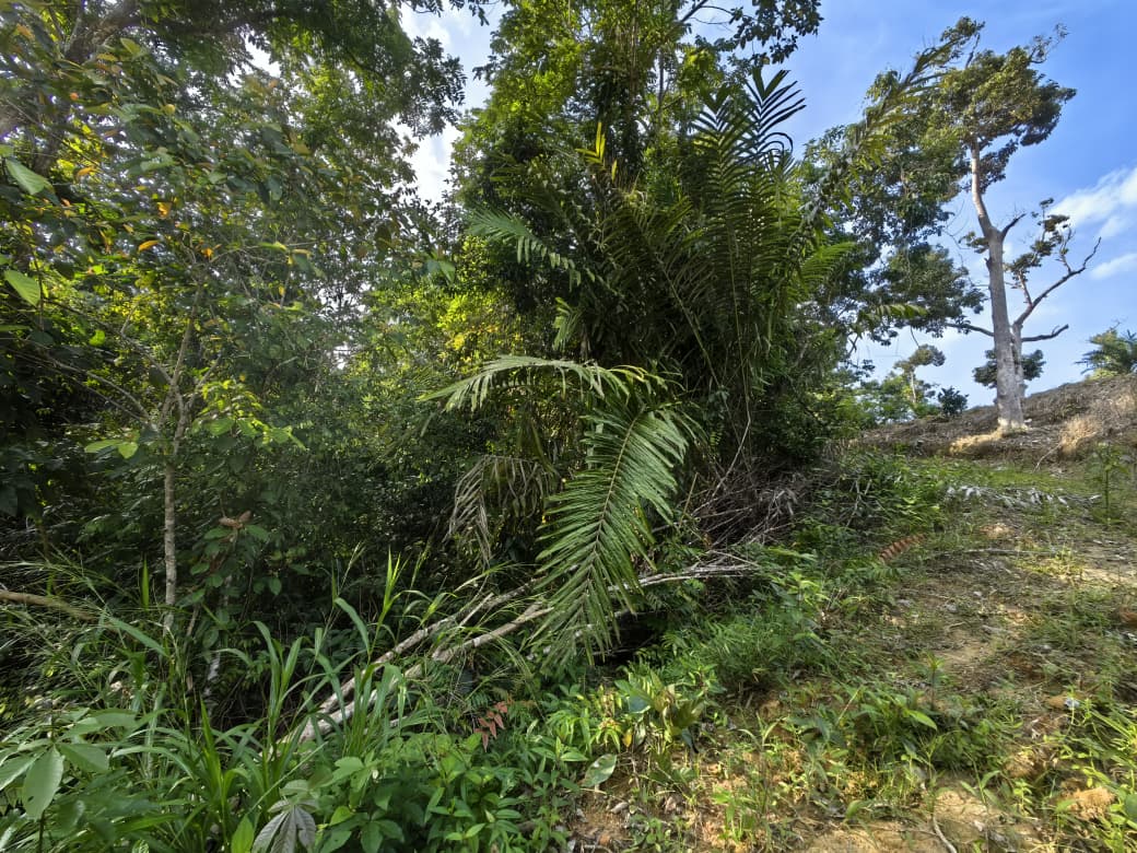 2 Acres Agriculture Land Bandar Kuala Lipis Kechau - photo 11