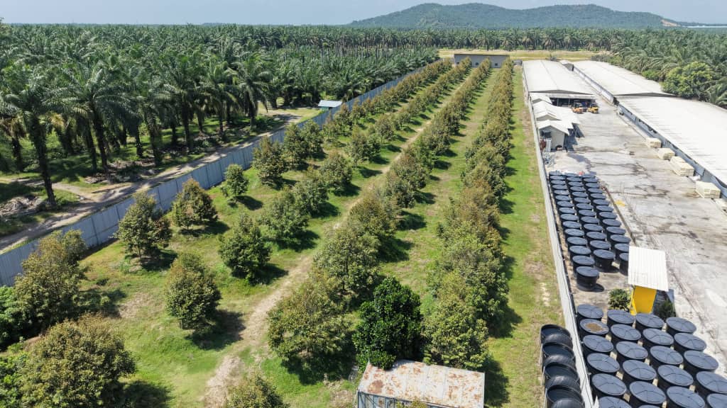 2 Acres Durian Farm Jeram Kuala Selangor - photo 2