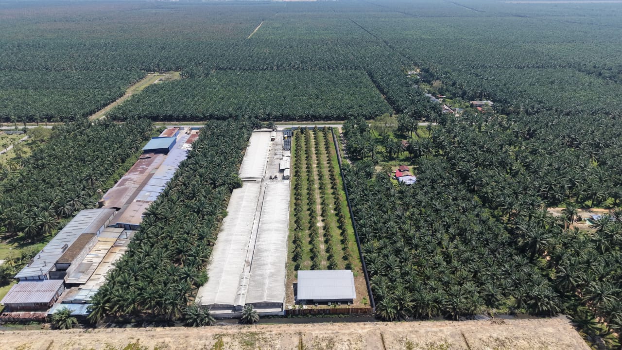 2 Acres Durian Farm Jeram Kuala Selangor - photo 4