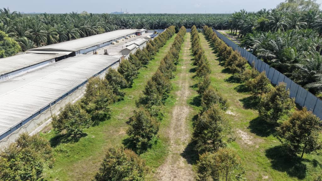 2 Acres Durian Farm Jeram Kuala Selangor - photo 5