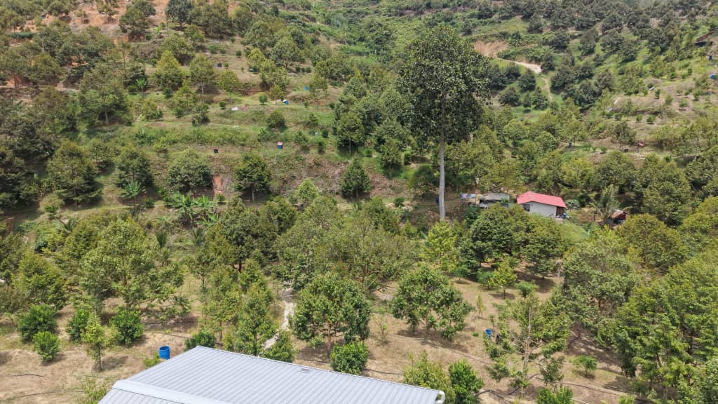 6 Acres Durian Farm Kenaboi Titi Jelebu - photo 3