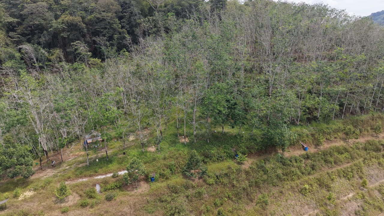 6 Acres Freehold Rubber Land Kenaboi Titi Jelebu - photo 2