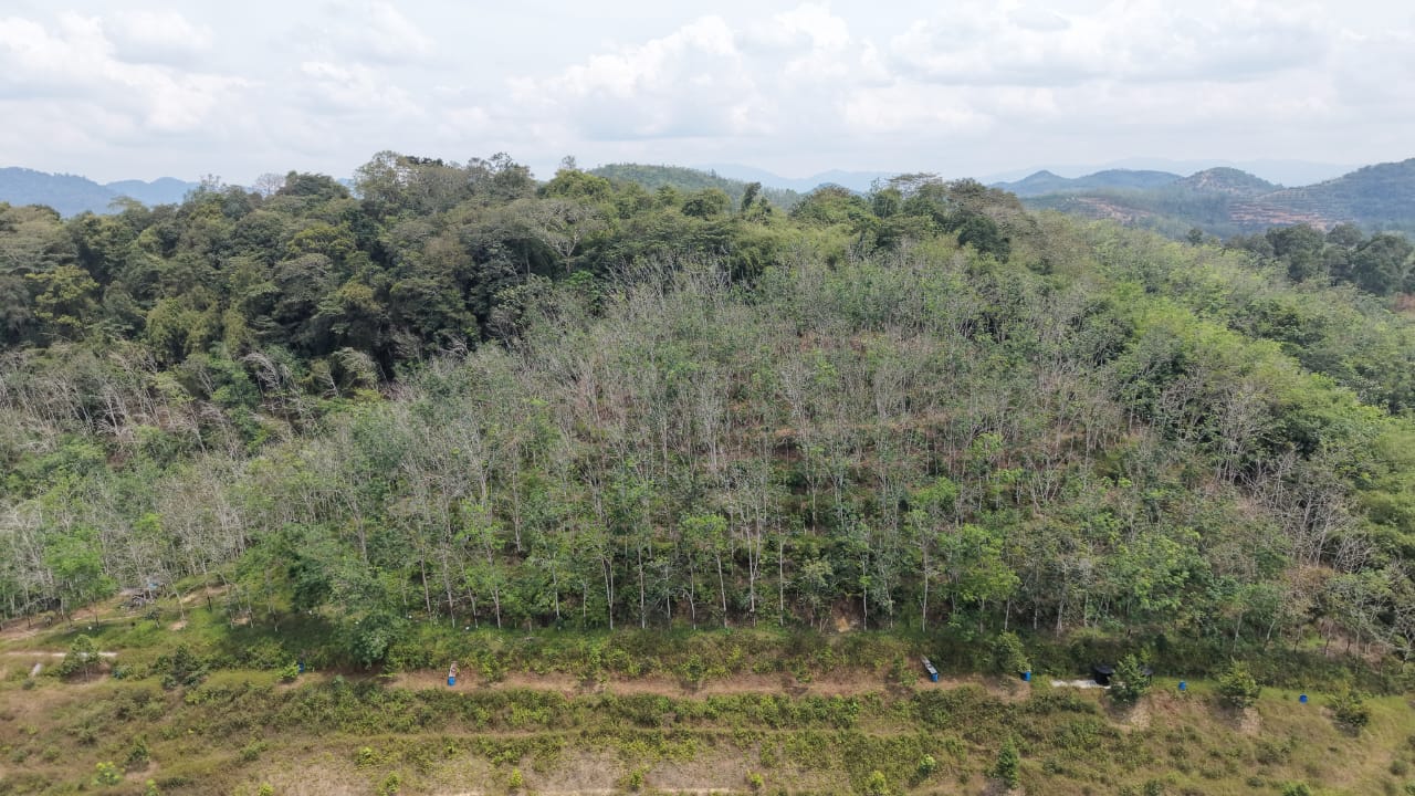 6 Acres Freehold Rubber Land Kenaboi Titi Jelebu - photo 4