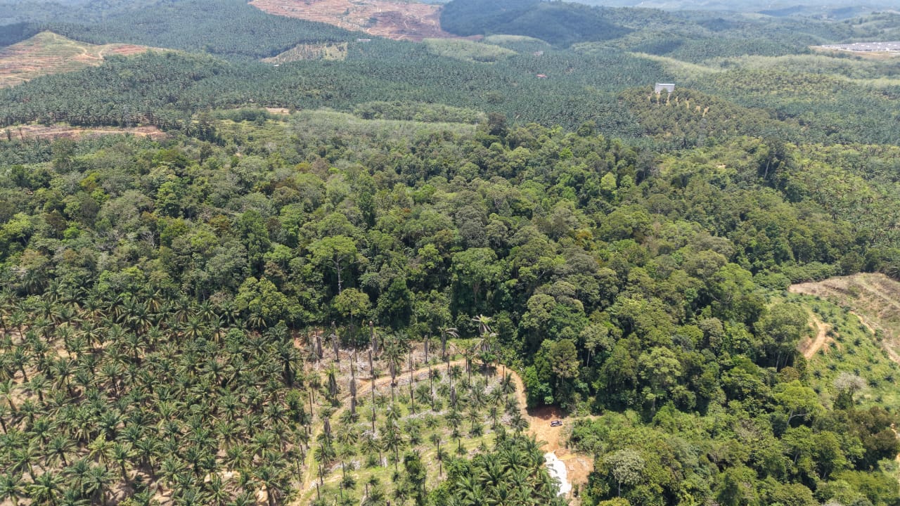 16 Acres Land Padang Tengku Kuala Lipis - photo 2