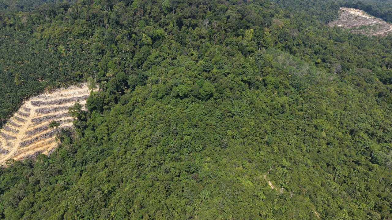 16 Acres Land Padang Tengku Kuala Lipis - photo 3