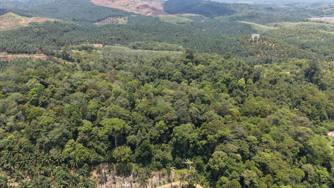 16 Acres Land Padang Tengku Kuala Lipis - photo 4