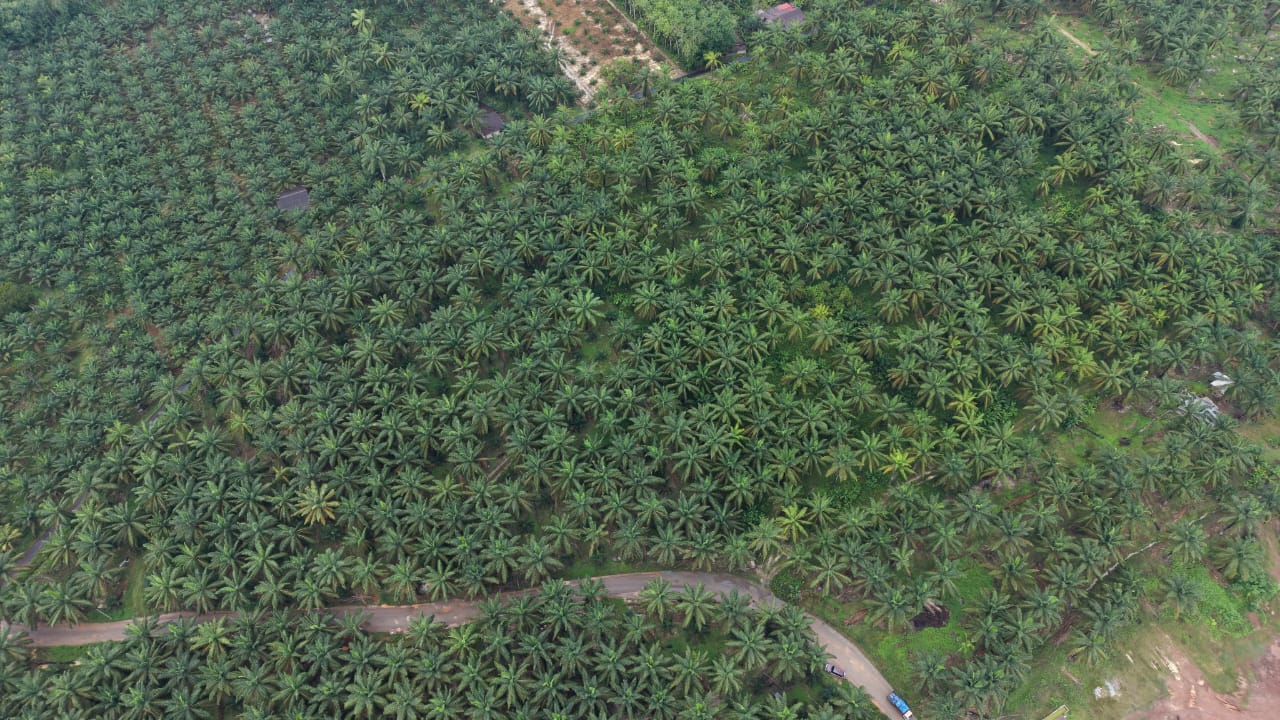 9 Acres Oil Palm Freehold Payalang Teriang - photo 2