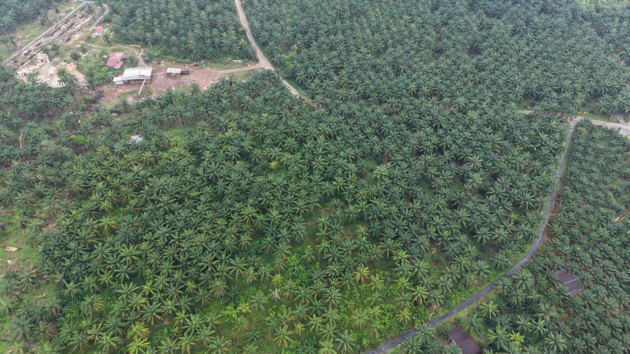 9 Acres Oil Palm Freehold Payalang Teriang - photo 3