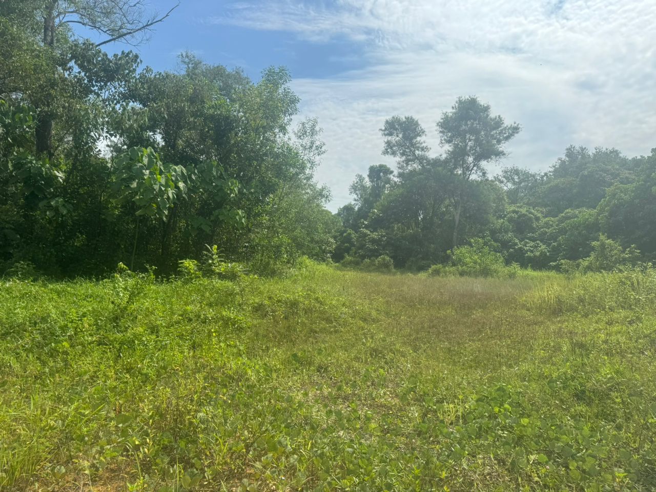 Serendah Sungai Choh Industrial Land - photo 3