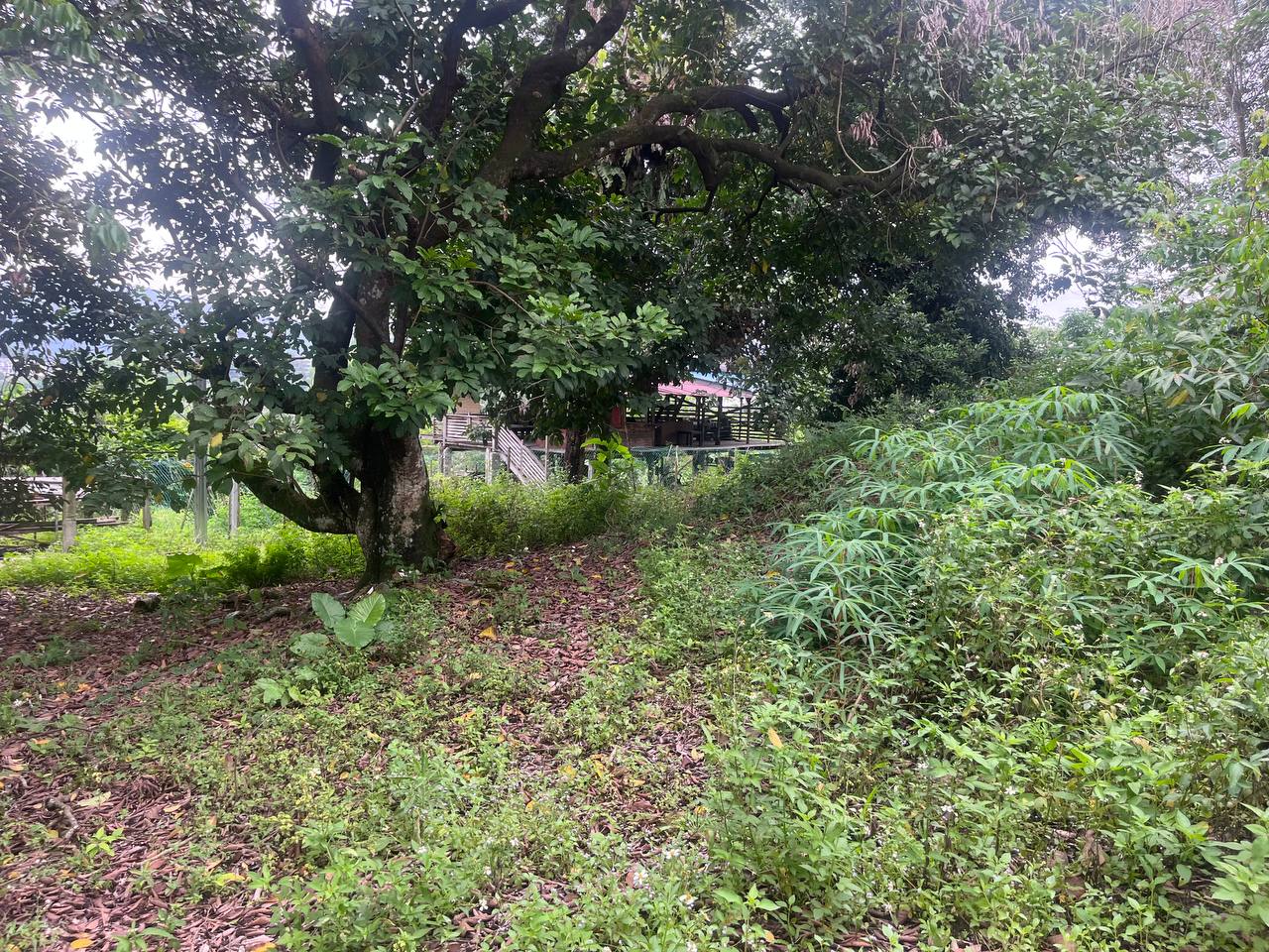 Banglo Lot Kampung Selamat Sungai Buloh - photo 4