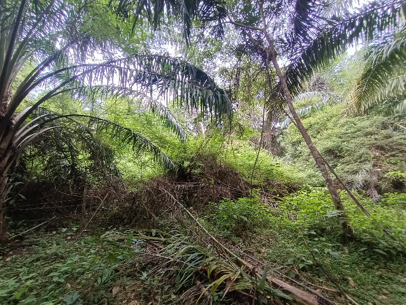TANAH PERTANIAN DI PAYA LUAS KUALA KRAU - photo 3