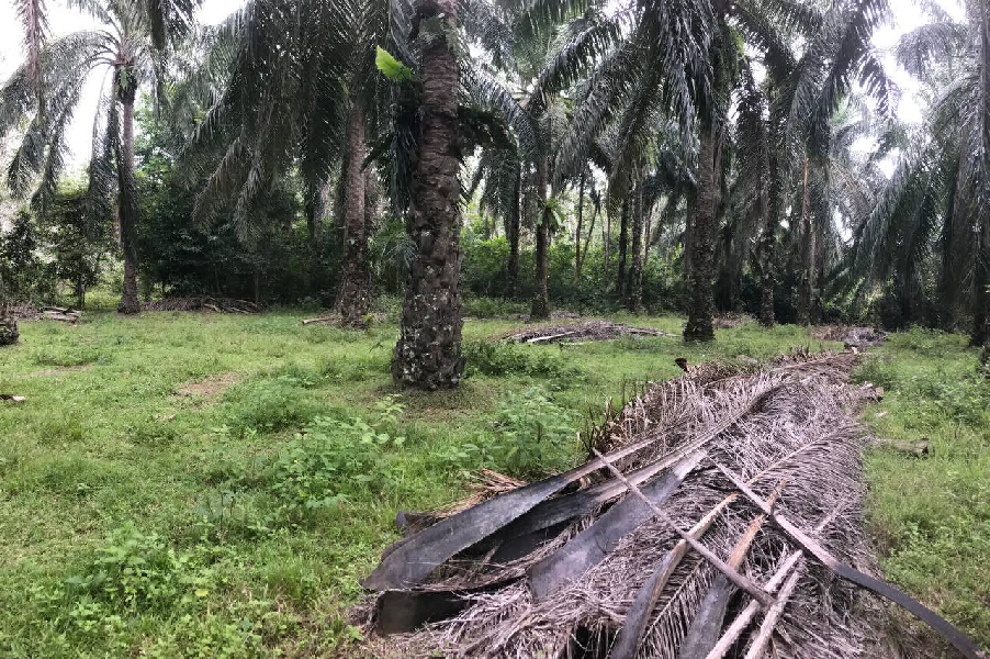 TANAH SAWIT UNTUK DIJUAL DI MUKIM TEBING TINGGI JERANTUT - photo 2