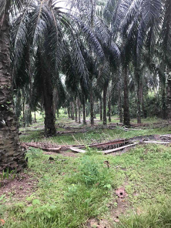 TANAH SAWIT UNTUK DIJUAL DI MUKIM TEBING TINGGI JERANTUT - photo 3