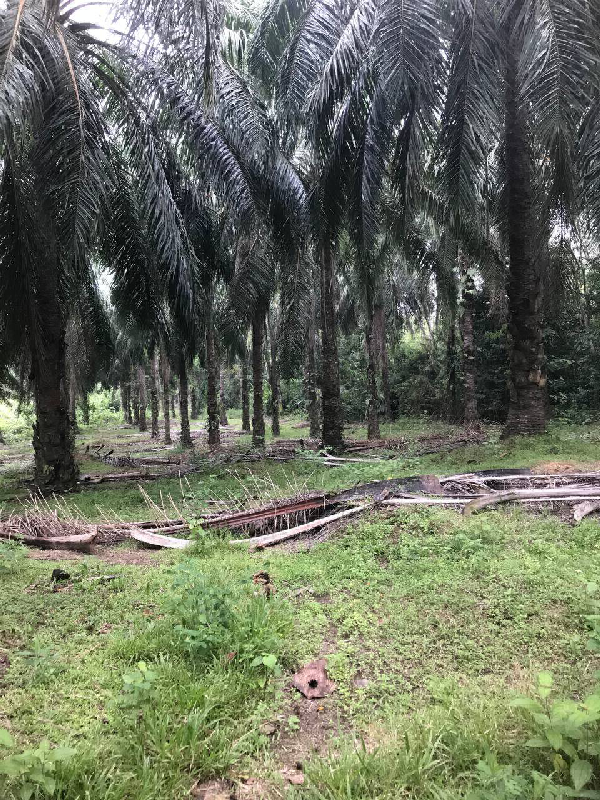 TANAH SAWIT UNTUK DIJUAL DI MUKIM TEBING TINGGI JERANTUT - photo 4